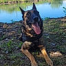 Tina a rejoint le concours — aidez-le/la à gagner de superbes lots ! adventure, animal, canine, daylight, dog, ears_up, german_shepherd, grass, greenery, happy, landscape, lying_down, nature, outdoor, pet, river, summer, sunny_day, tongue_out, water