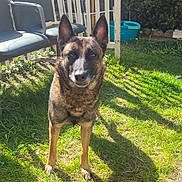 Tina participe au concours pour gagner de l'argent avec cette photo : dog, grass, shadow, outdoor, yard, chair, gate, sunlight, pet, canine, fence, greenery, animal, alert, daylight, backyard, nature, mammal, domestic_animal, playful