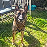 dog, grass, shadow, outdoor, yard, chair, gate, sunlight, pet, canine, fence, greenery, animal, alert, daylight, backyard, nature, mammal, domestic_animal, playful