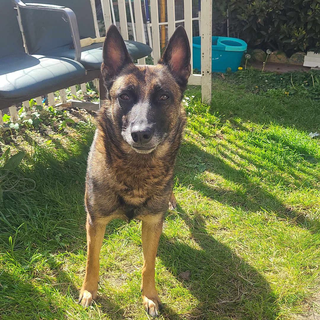 Tina participe au concours pour gagner de l'argent avec cette photo : dog, grass, shadow, outdoor, yard, chair, gate, sunlight, pet, canine, fence, greenery, animal, alert, daylight, backyard, nature, mammal, domestic_animal, playful