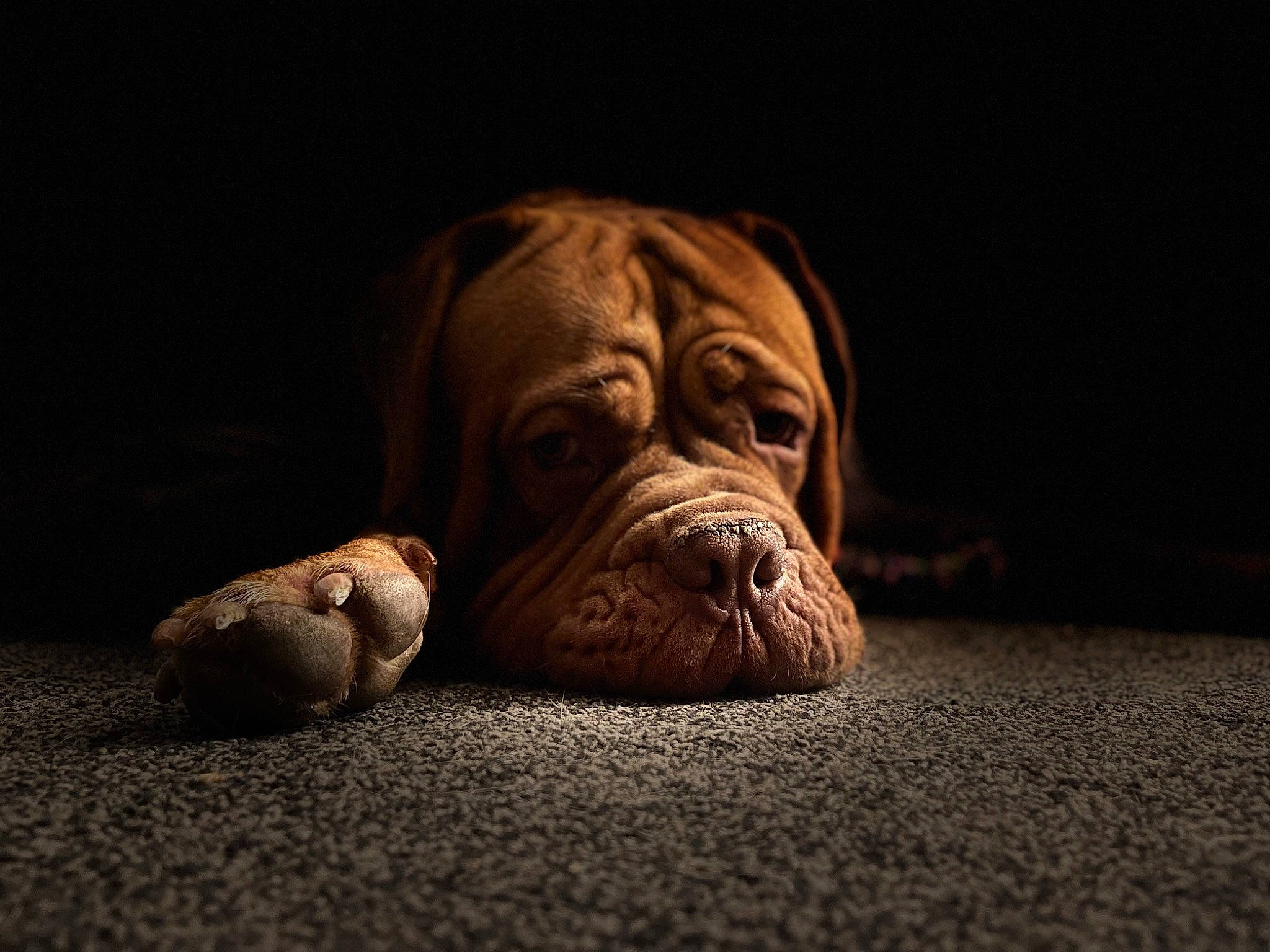 Buster joined the competition — help win amazing prizes! art, carnivore, comfort, companion_dog, darkness, dog, dog_breed, dogue_de_bordeaux, fawn, felidae, flooring, liver, molosser, snout, sporting_group, terrestrial_animal, whiskers, wood, working_animal, wrinkle