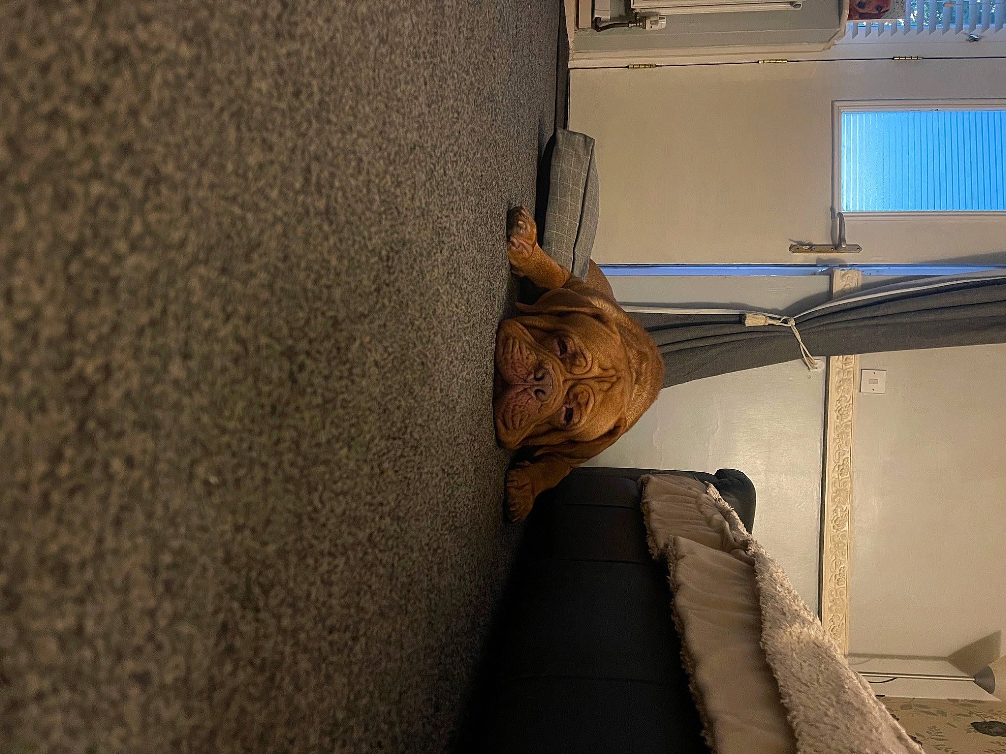 Buster joined the competition — help win amazing prizes! bedding, bedroom, ceiling, comfort, concrete, daylighting, door, floor, flooring, grey, hardwood, house, linens, plaster, room, shadow, tints_and_shades, vehicle_door, wall, wood