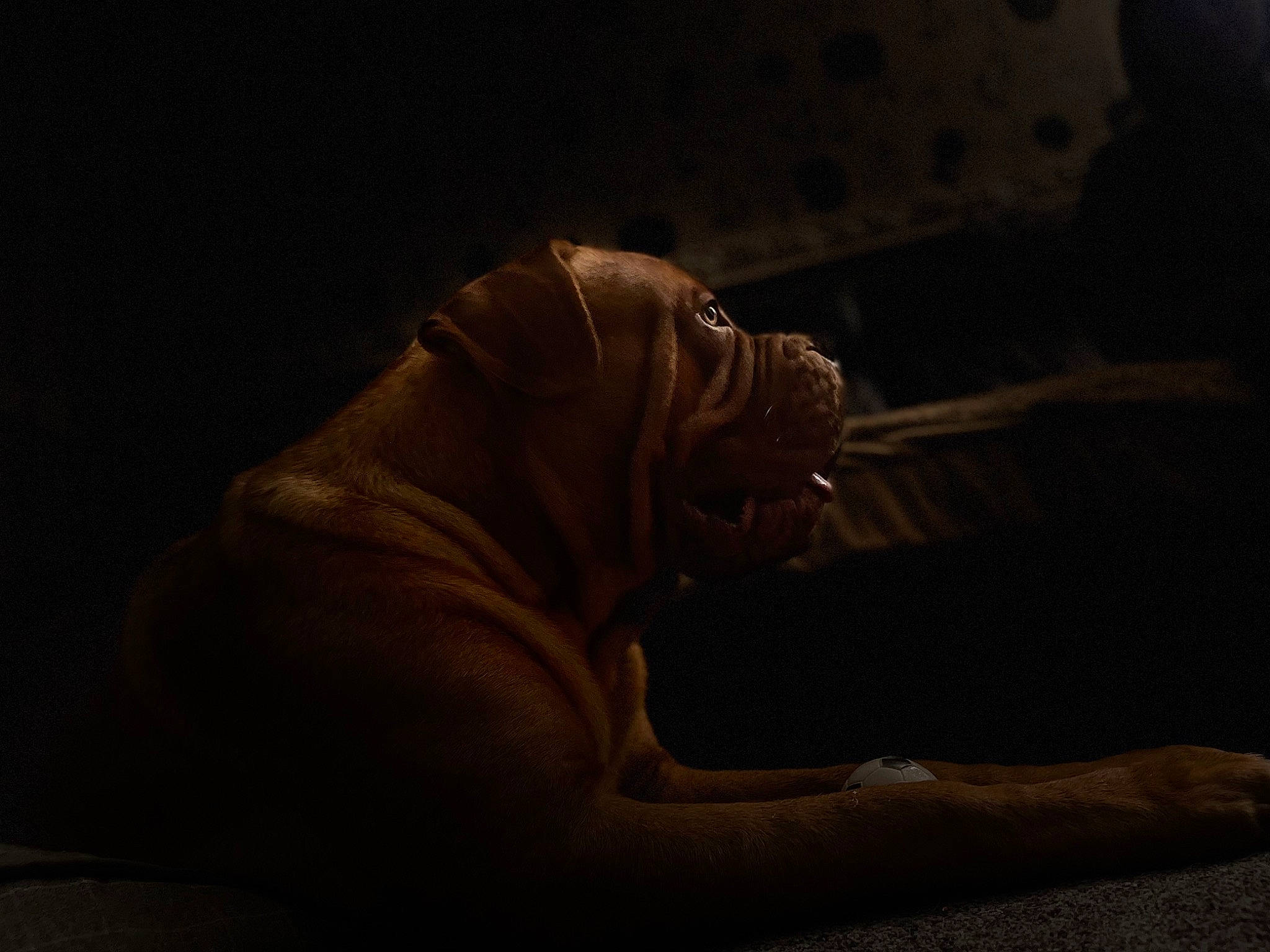 Buster is registered to the contest to win money with this photo: art, artifact, comfort, darkness, flesh, snout, still_life_photography, terrestrial_animal, visual_arts, wildlife, wood, wrinkle