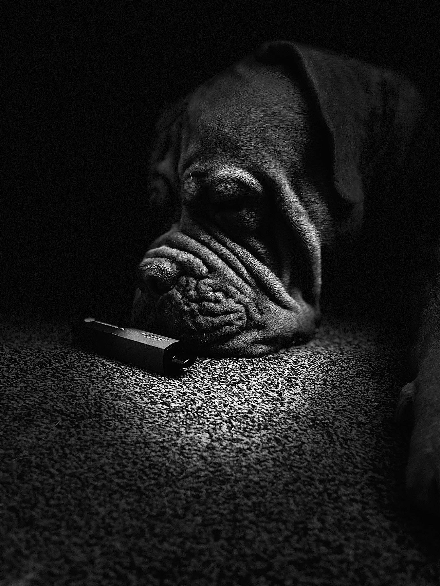 Buster is registered to the contest to win money with this photo: canidae, carnivore, comfort, companion_dog, darkness, dog, dog_breed, eye, fawn, flash_photography, grey, liver, monochrome, monochrome_photography, sculpture, snout, terrestrial_animal, whiskers, working_animal, wrinkle