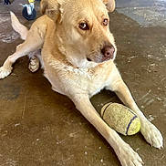 Cruz is registered to the contest to win money with this photo: dog, tennis_ball, indoor, floor, paws, lying_down, pet, animal, golden_color, toy, concrete_floor, furniture, wheel, close_up, looking_away, domestic_animal, canine, playful, resting, side_view