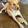 dog, tennis_ball, indoor, floor, paws, lying_down, pet, animal, golden_color, toy, concrete_floor, furniture, wheel, close_up, looking_away, domestic_animal, canine, playful, resting, side_view