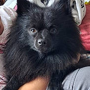 Cachou a rejoint le concours — aidez-le/la à gagner de superbes lots ! dog, black_dog, fluffy, pet, indoor, lap, person, resting, fur, animal, cute, companion, cozy, casual_clothing, home, relaxed, portrait, looking_at_camera, friendly, small_dog