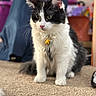 Pixel joined the competition — help win amazing prizes! bell, black_and_white_cat, bokeh, carpet, cat, close_up, collar, curious, cute, domestic_cat, feline, fur, home, indoor, paws, pet, portrait, shallow_depth_of_field, sitting, whiskers