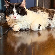 Pixel joined the competition — help win amazing prizes! black_and_white, cat, close_up, curious_expression, domestic_cat, feline, green_eyes, hardwood_floor, indoor, long_hair, paws, pet, pink_nose, portrait, reflection, relaxed, resting, shallow_depth_of_field, soft_fur, whiskers