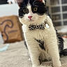 adorable, bed, black_and_white, bow_tie, cat, close_up, collar, domestic_animal, ears, eyes, fluffy, fur, indoor, pet, playful, portrait, sitting, soft_texture, tag, whiskers