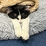 bed, black_and_white, blanket, carpet, cat, covered, cozy, fur, indoor, kitten, mammal, nap, nose, paws, pet, plush, sleeping, soft, stretched_paws, whiskers