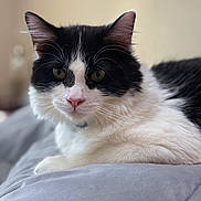 Pixel is registered to the contest to win money with this photo: cat, tuxedo_cat, black_and_white, pet, feline, whiskers, pink_nose, ears, fur, close_up, portrait, indoor, bed, bedding, cozy, relaxed, looking_at_camera, domestic_animal, soft_texture, blurred_background