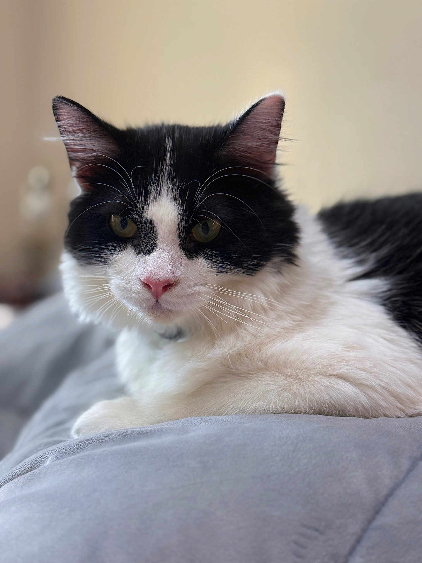Pixel is registered to the contest to win money with this photo: cat, tuxedo_cat, black_and_white, pet, feline, whiskers, pink_nose, ears, fur, close_up, portrait, indoor, bed, bedding, cozy, relaxed, looking_at_camera, domestic_animal, soft_texture, blurred_background