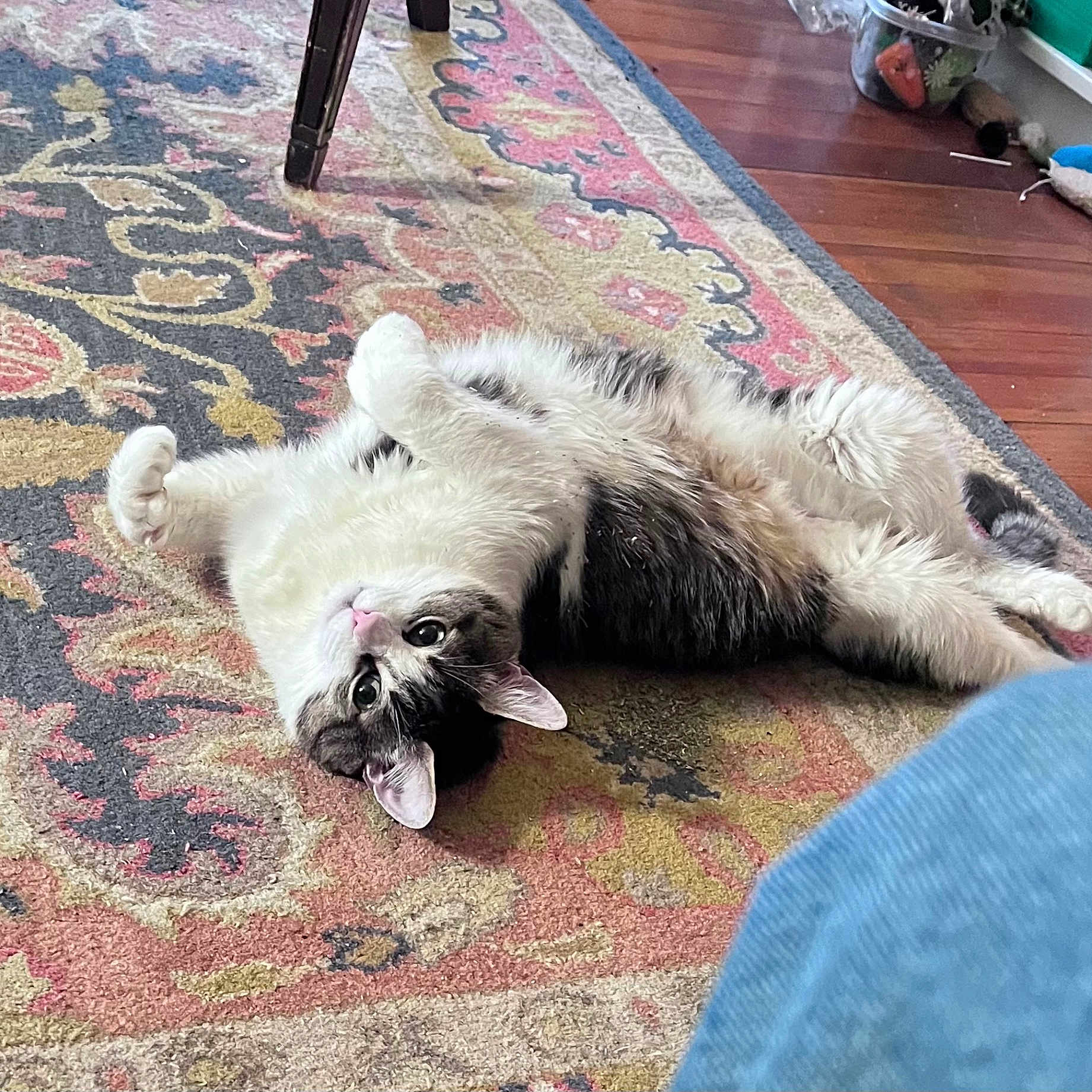 Francine