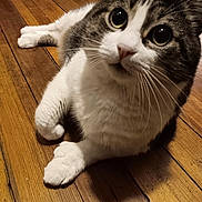 Francine is registered to the contest to win money with this photo: cat, indoor, wooden_floor, curious, white_paws, tabby, pet, animal, whiskers, close_up, fur, cute, laying_down, looking_up, floorboards, domestic_cat, mammal, feline, soft_lighting, relaxed