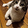 cat, indoor, wooden_floor, curious, white_paws, tabby, pet, animal, whiskers, close_up, fur, cute, laying_down, looking_up, floorboards, domestic_cat, mammal, feline, soft_lighting, relaxed
