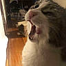 Francine is registered to the contest to win money with this photo: cat, mouth_open, indoor, wooden_floor, feline, pet, closeup, whiskers, fur, yawning, animal, domestic, blurred, dim_light, household, background, furniture, floor, close_up, portrait