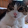 Francine is registered to the contest to win money with this photo: cat, close_up, winking, pink_nose, fur, indoor, bedroom, window, curtain, wooden_headboard, pet, animal, cute, whiskers, relaxed, domestic_cat, feline, soft_light, resting, one_eye_closed