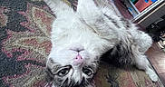 Francine is registered to the contest to win money with this photo: cat, upside_down, rug, indoor, curious, feline, patterned_rug, colorful, storage_bins, household_items, relaxed, pet, floor, whiskers, ears, pink_nose, fur, tabby, playful, home
