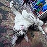 cat, upside_down, rug, indoor, curious, feline, patterned_rug, colorful, storage_bins, household_items, relaxed, pet, floor, whiskers, ears, pink_nose, fur, tabby, playful, home
