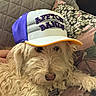 dog, pet, puppy, fluffy, cream_colored, curly_fur, shaggy, wearing_hat, baseball_cap, purple_hat, white_hat, orange_trim, couch, pillows, blanket, indoor, portrait, close_up, name_tag, cute