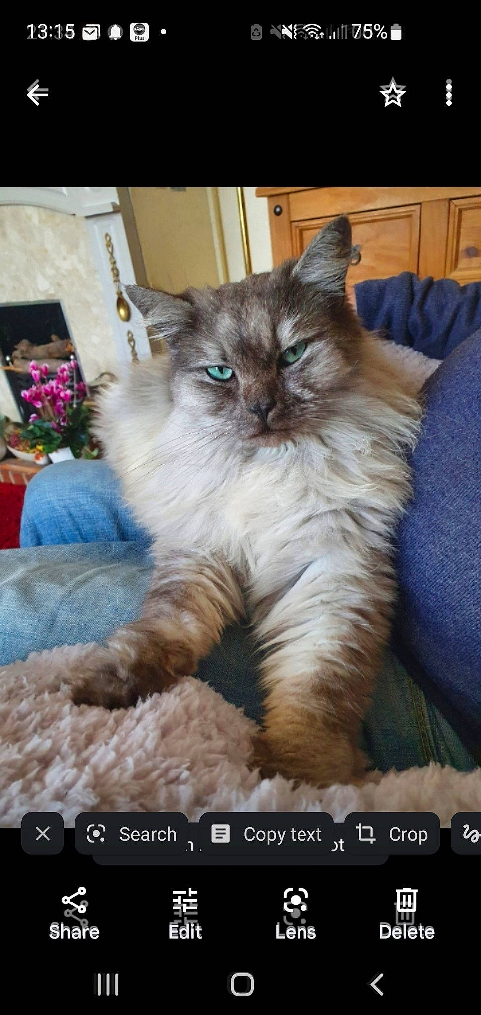 Arnie joined the competition — help win amazing prizes! box, british_longhair, carnivore, cat, chair, claw, comfort, companion_dog, fawn, felidae, fur, paw, plant, ragdoll, small_to_medium_sized_cats, snout, tail, terrestrial_animal, whiskers, window