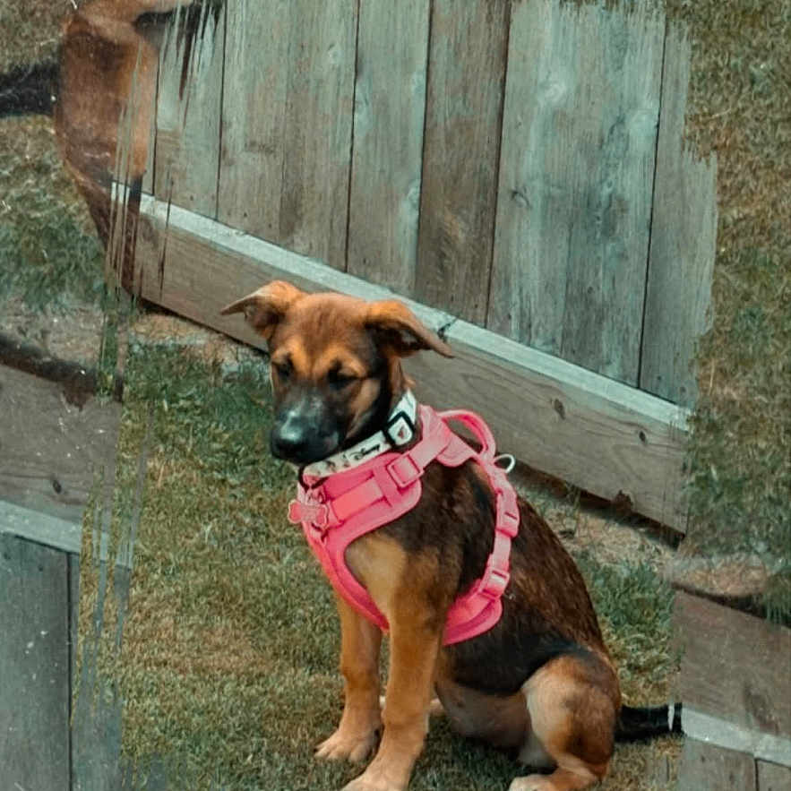 Bella is registered to the contest to win money with this photo: puppy, dog, pink_harness, wooden_deck, grass, outdoor, pet, sitting, brown_dog, canine, young_dog, collar, animal, cute, pet_accessory, nature, social_media, text_overlay, screen_capture, daytime