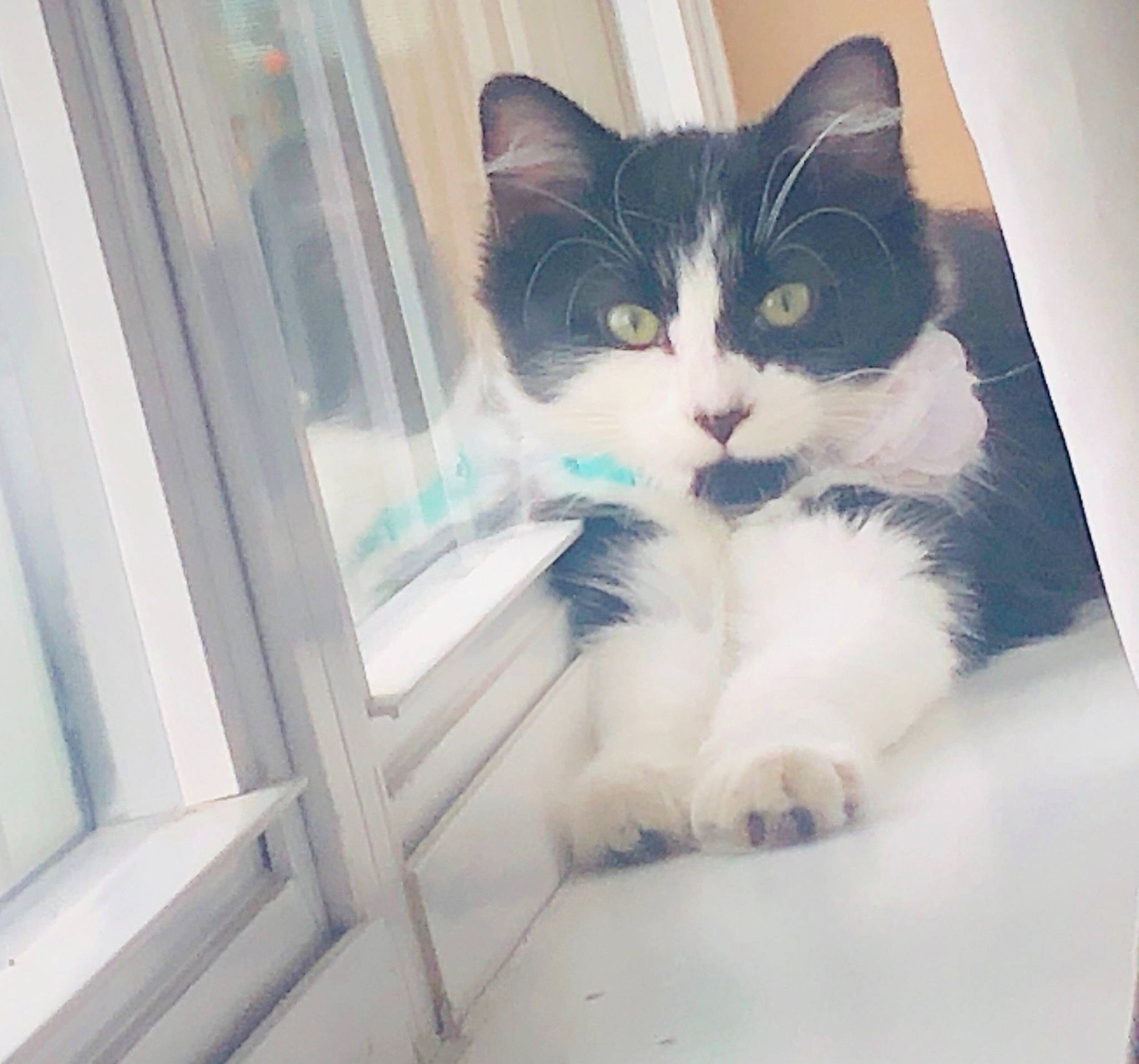 Bonk is registered to the contest to win money with this photo: aegean_cat, carnivore, cat, domestic_short_haired_cat, ear, european_shorthair, eye, felidae, fur, kitten, nose, polydactyl_cat, room, small_to_medium_sized_cats, turkish_van, whiskers, window