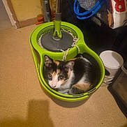 Léa participe au concours pour gagner de l'argent avec cette photo : cat, kitten, calico, animal, pet, face, eyes, ears, fur, black_white_orange, sitting, curled_up, mop_bucket, cleaning, household, utility_room, floor, indoors, clutter, portrait