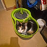 cat, kitten, calico, animal, pet, face, eyes, ears, fur, black_white_orange, sitting, curled_up, mop_bucket, cleaning, household, utility_room, floor, indoors, clutter, portrait