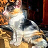 cat, kitten, calico, tricolor, pet, animal, fur, whiskers, ears, tail, sitting, indoors, sunlight, sunbeam, portrait, close_up, fluffy, white_fur, orange_fur, black_fur