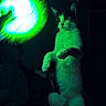 Léa participe au concours pour gagner de l'argent avec cette photo : cat, animal, pet, feline, sitting, upright, green_light, neon, glowing_orb, dark_room, indoor, portrait, fur, whiskers, ears, eyes, paws, dramatic_lighting, low_light, funny_pose