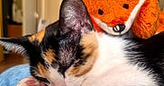 Léa participe au concours pour gagner de l'argent avec cette photo : cat, calico_cat, sleeping, sleepy, kitten, pet, animal, orange_fox, plush_toy, stuffed_animal, close_up, fur, whiskers, pink_paw_pads, cozy, couch, indoor, home, relaxed, cute