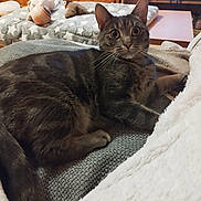 Timba a rejoint le concours — aidez-le/la à gagner de superbes lots ! cat, tabby, pet, animal, indoor, cozy, blanket, cushion, plush_toy, wood_paneling, furniture, table, relaxed, cute, whiskers, ears, tail, fur, laying, curious