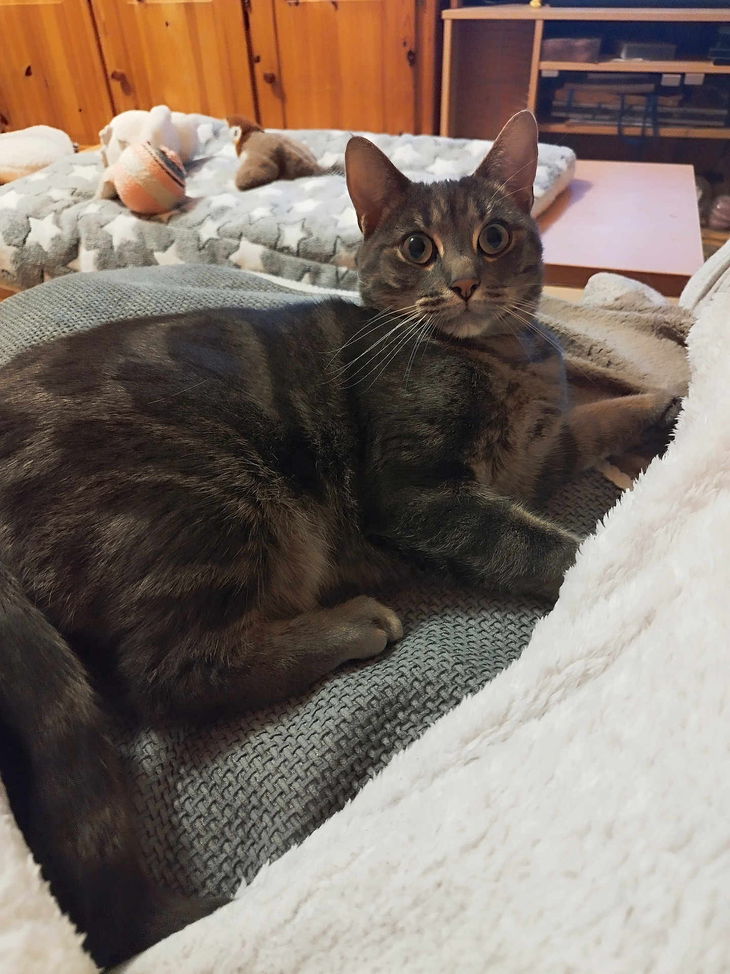 Timba a rejoint le concours — aidez-le/la à gagner de superbes lots ! cat, tabby, pet, animal, indoor, cozy, blanket, cushion, plush_toy, wood_paneling, furniture, table, relaxed, cute, whiskers, ears, tail, fur, laying, curious