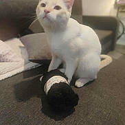 Laîka a rejoint le concours — aidez-le/la à gagner de superbes lots ! cat, white_cat, pet, indoor, couch, furniture, cozy, yarn, soft_lighting, curious, paws, home, animal, feline, sitting, domestic, cute, fur, relaxed, living_room