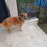 Yoni participe au concours pour gagner de l'argent avec cette photo : animal, brown_dog, canine, daylight, dog, domestic_animal, fence, fur, grass, nature, outdoor, pet, playful, side_view, standing, steps, stone_floor, tongue, tongue_out, yard