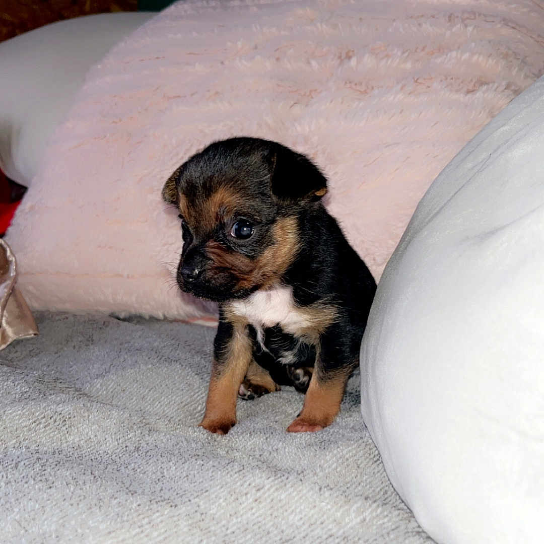 Ella is registered to the contest to win money with this photo: animal, beagle, bed, bedroom, bulldog, canine, chihuahua, cockerspaniel, couch, cushion, dog, frenchbulldog, furniture, germanshepherd, homedecor, hound, pet, pug, puppy, terrier