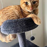 Happy joined the competition — help win amazing prizes! cat, cat_tree, closeup, collar, cozy, ears, feline, green_eyes, hanging_ball, indoor, orange_tabby, paw, pet, plush, portrait, resting, tabby, tail, toy, whiskers