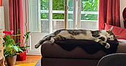Casa a rejoint le concours — aidez-le/la à gagner de superbes lots ! cat, sleeping, lounging, indoor, home, living_room, ottoman, cushion, window, sunlight, plants, houseplants, curtains, red_curtains, greenery, relaxed, resting, tabby, white_fur, cozy