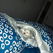 Casa a rejoint le concours — aidez-le/la à gagner de superbes lots ! cat, animal, pet, feline, face, eyes, blanket, bedding, bed, bedroom, indoors, sleeping, hidden, peeking, patterned_fabric, blue, white, cozy, flash_photography, portrait
