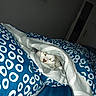 cat, animal, pet, feline, face, eyes, blanket, bedding, bed, bedroom, indoors, sleeping, hidden, peeking, patterned_fabric, blue, white, cozy, flash_photography, portrait