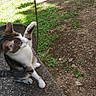 Casa a rejoint le concours — aidez-le/la à gagner de superbes lots ! cat, tabby, white_cat, pet, animal, sitting, raised_paw, playful, curious, whiskers, ears, fur, park, outdoors, grass, dirt, bench, sunlight, shadow, string