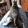 Casa a rejoint le concours — aidez-le/la à gagner de superbes lots ! cat, tabby_cat, striped_fur, animal, pet, sitting, back_view, tail, ears, blue_blanket, bed, bedroom, kitchen, home, indoors, furniture, dresser, oven, teapot, cozy