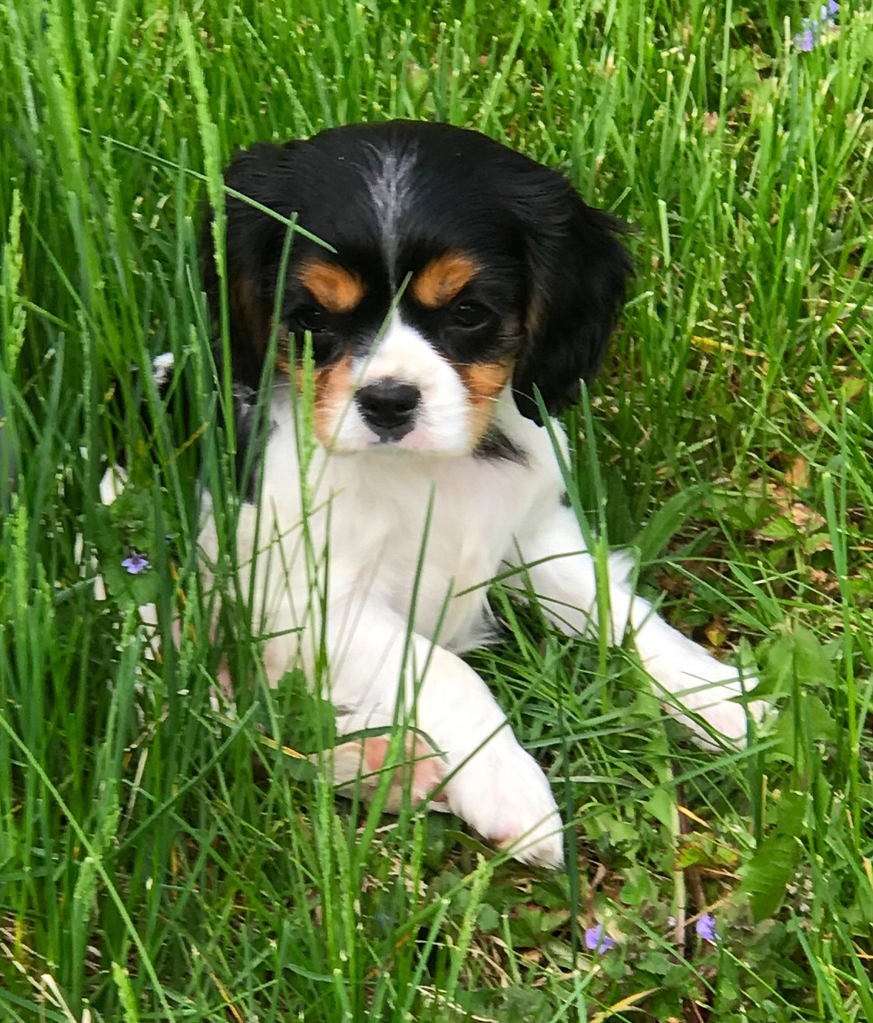 Kaylee joined the competition — help win amazing prizes! canidae, carnivore, cavalier_king_charles_spaniel, companion_dog, dog, dog_breed, grass, grass_family, groundcover, hierochloe, king_charles_spaniel, people_in_nature, plant, puppy, sedge_family, sporting_group, terrestrial_animal, terrestrial_plant, toy_dog, working_dog