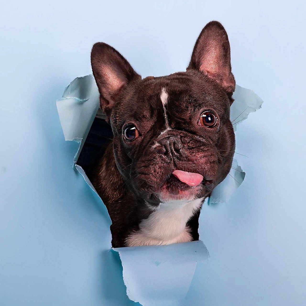 Tokyo participe au concours pour gagner de l'argent avec cette photo : animal, bostonbull, boxer, bulldog, canine, dog, frenchbulldog, ice, pet, pitbull, puppy, snout, whitedog