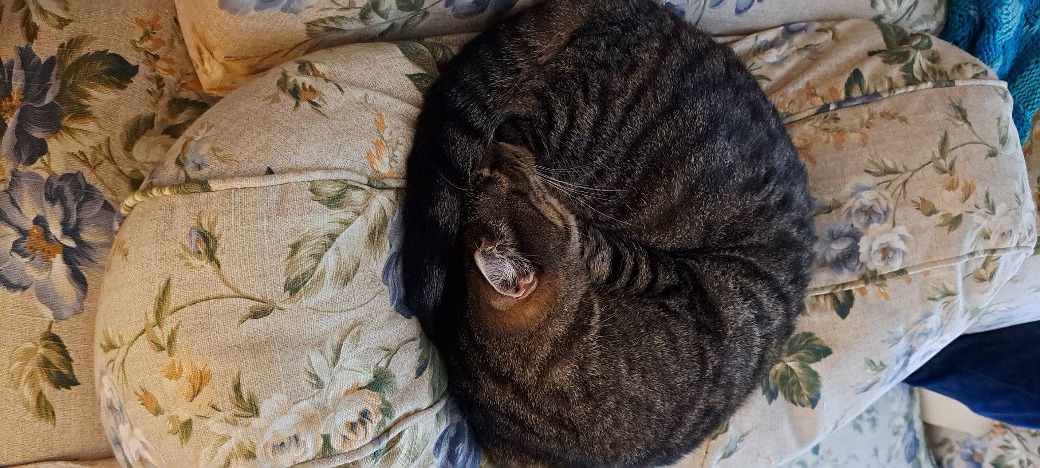 Mila joined the competition — help win amazing prizes! braid, brown, carnivore, cat, cornrows, dog_breed, domestic_short_haired_cat, dreadlocks, fawn, felidae, fur, liver, pattern, small_to_medium_sized_cats, snout, sporting_group, tail, terrestrial_animal, whiskers, wool