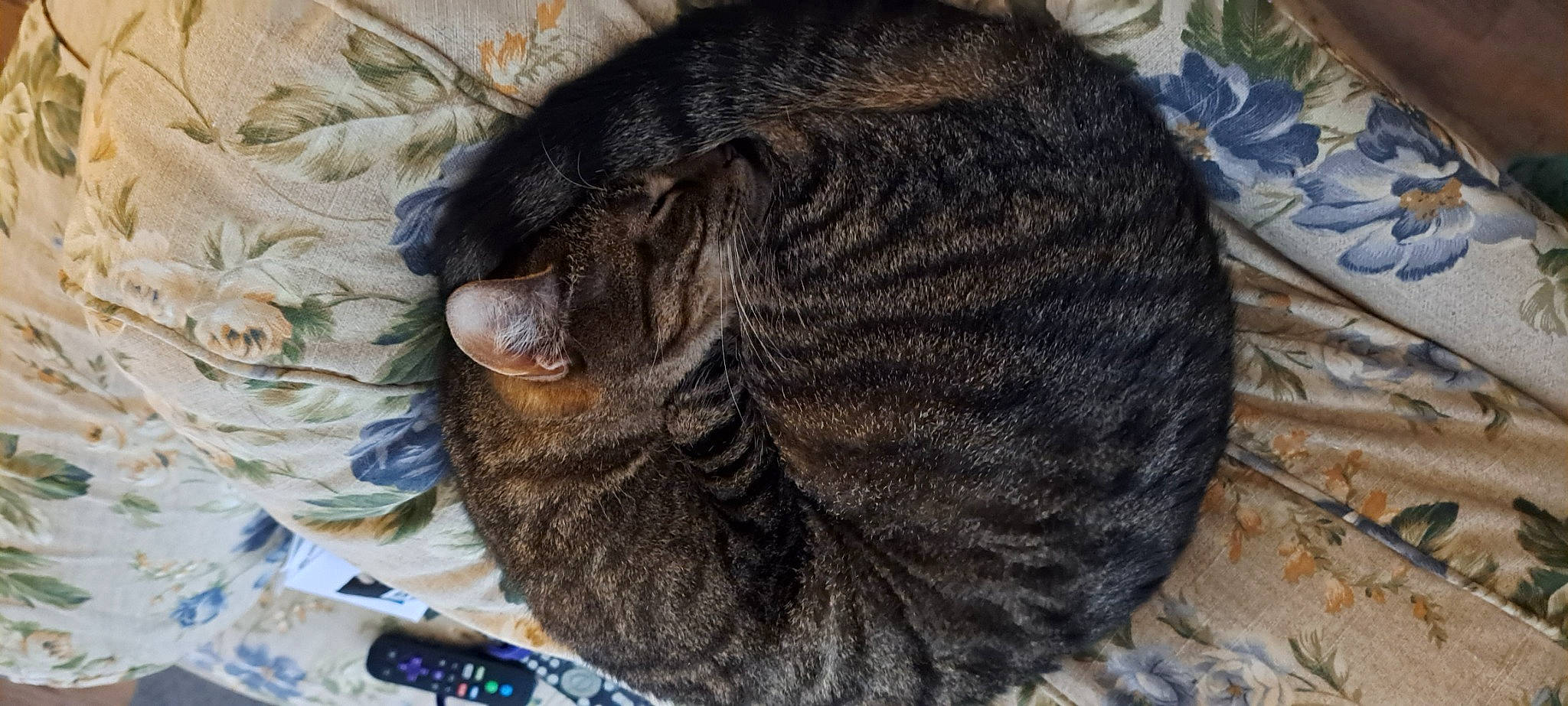 Mila is registered to the contest to win money with this photo: carnivore, cat, cornrows, dog_breed, domestic_short_haired_cat, felidae, fur, liver, nap, small_to_medium_sized_cats, snout, tail, terrestrial_animal, whiskers, wool, woolen