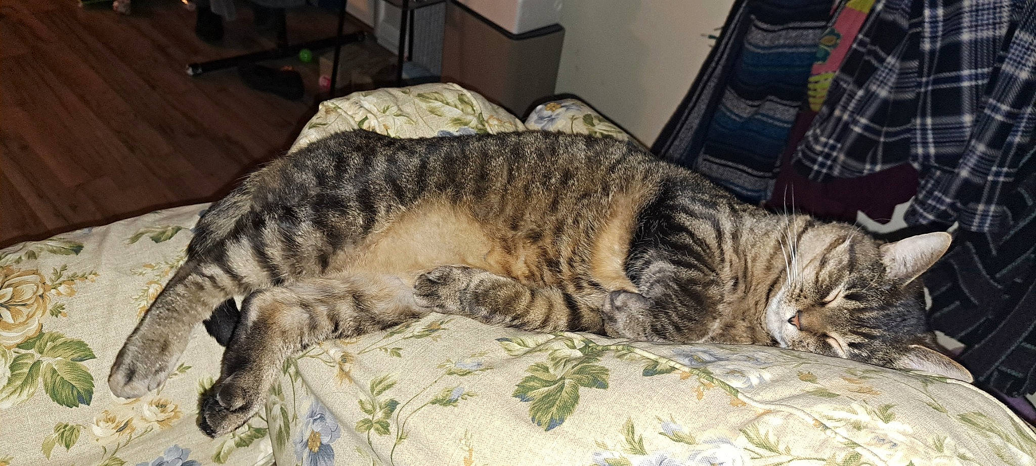 Mila joined the competition — help win amazing prizes! carnivore, cat, claw, comfort, domestic_short_haired_cat, felidae, fur, linens, military_camouflage, nap, pattern, paw, sleep, small_to_medium_sized_cats, snout, tail, tartan, terrestrial_animal, whiskers