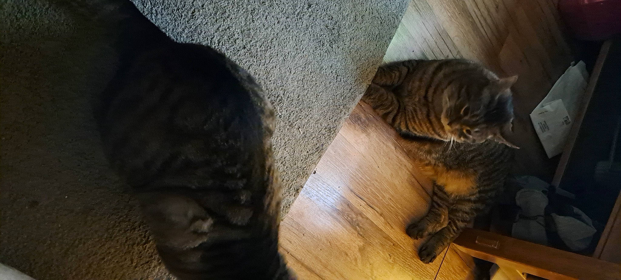 Milo is registered to the contest to win money with this photo: bengal_tiger, carnivore, cat, comfort, domestic_short_haired_cat, fawn, felidae, flooring, fur, hardwood, siberian_tiger, small_to_medium_sized_cats, snout, tail, terrestrial_animal, tiger, varnish, whiskers, wood, wood_stain